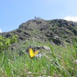 Monte Tobbio, fioritura di tulipani selvatici – foto G. Ferrando (Archivio APAP)